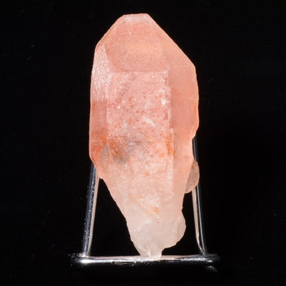 Rare Lémurien Dreamsicle en très belle couleur bonbon