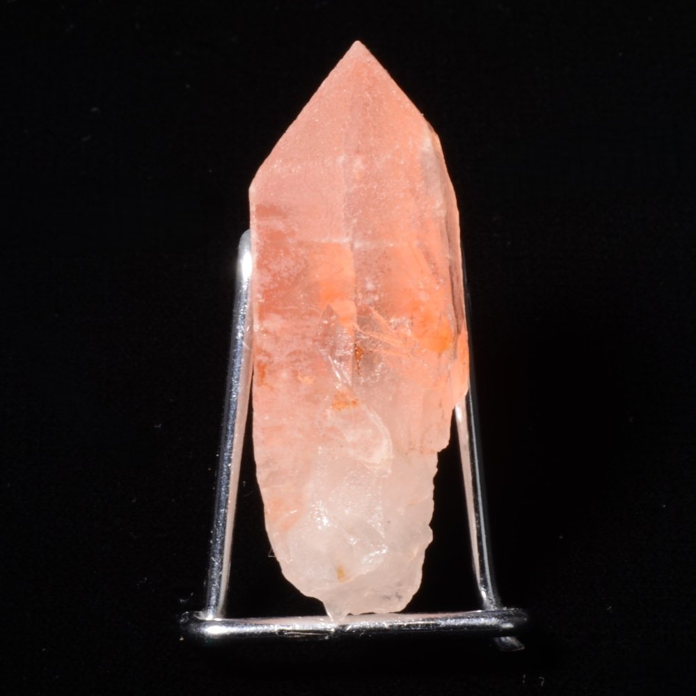Rare Lémurien Dreamsicle en très belle couleur bonbon