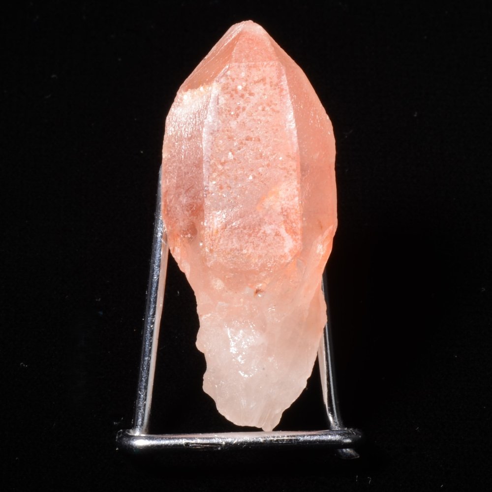Rare Lémurien Dreamsicle en très belle couleur bonbon