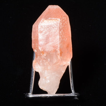 Rare Lémurien Dreamsicle en très belle couleur bonbon