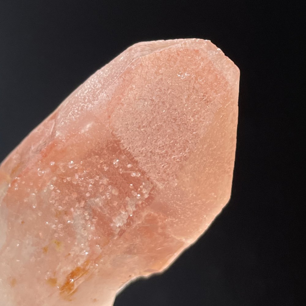 Rare Lémurien Dreamsicle en très belle couleur bonbon
