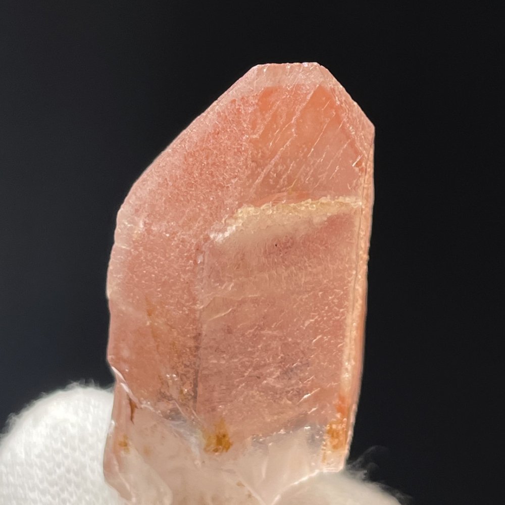 Rare Lémurien Dreamsicle en très belle couleur bonbon